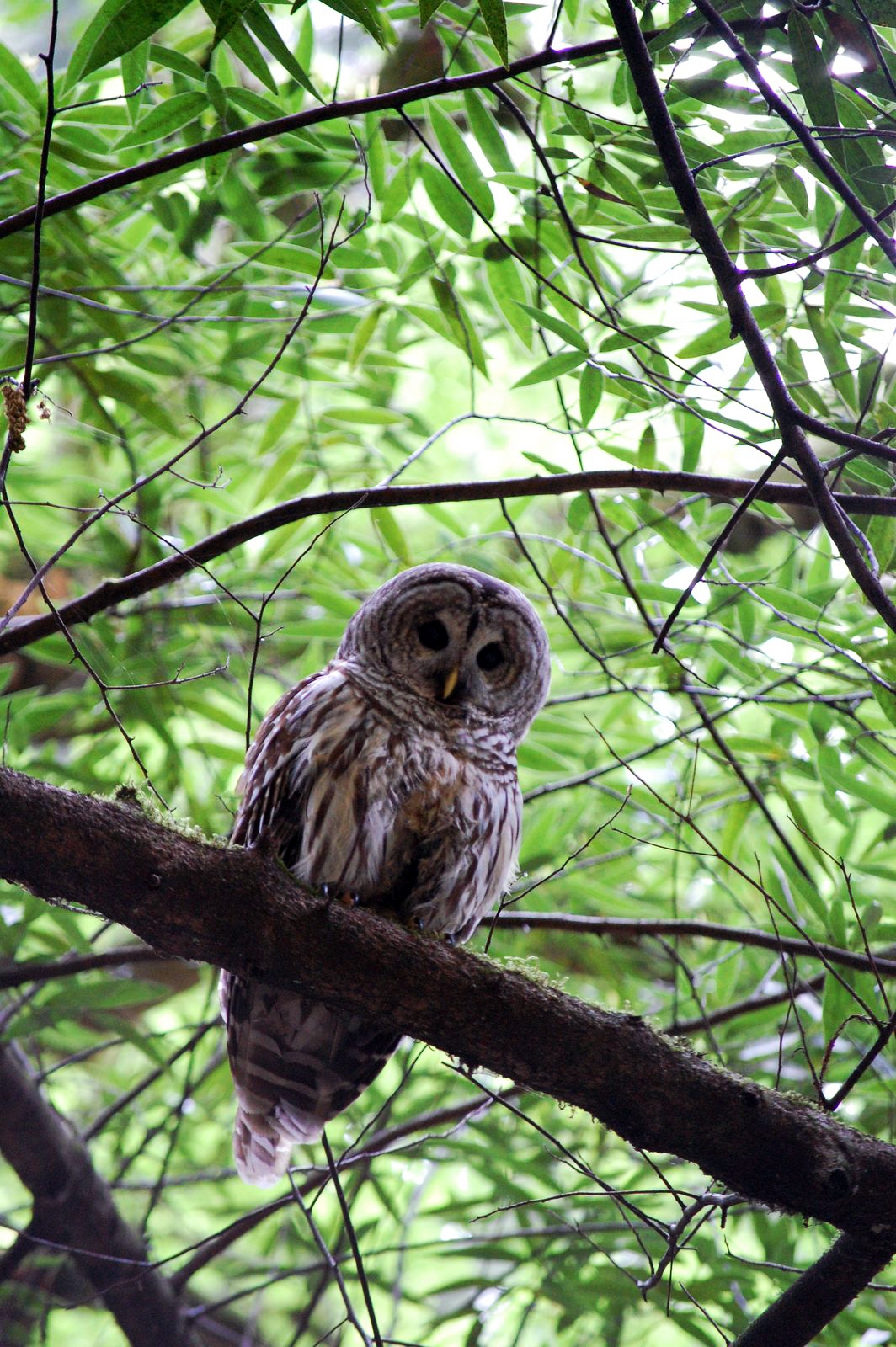 photo of Corrina Thompson